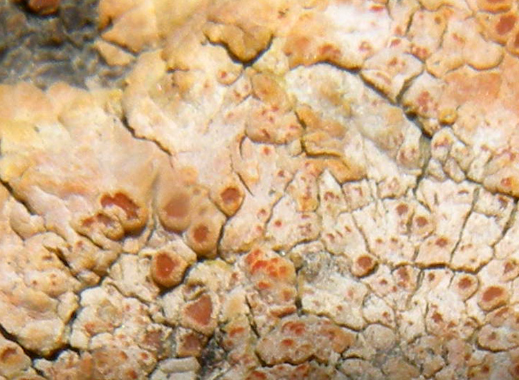 Caloplaca orientale?